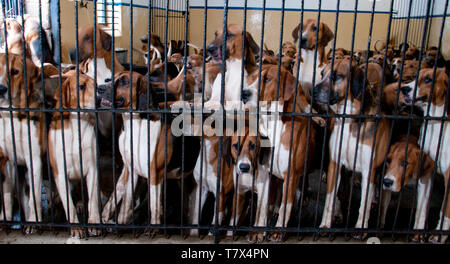 Foxhounds in canile. Percy cantiere di suoneria nelle vicinanze Alnwick Foto Stock