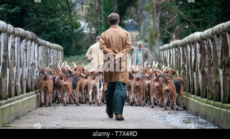 Il Excercising Percy foxhounds suoneria. Huntsman: Robert McCarthy (velo) Whipper In: Robert Truscott Foto Stock