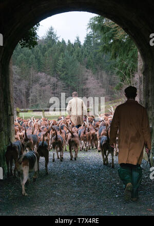 Il Excercising Percy foxhounds suoneria. Huntsman: Robert McCarthy (velo) Whipper In: Robert Truscott Foto Stock