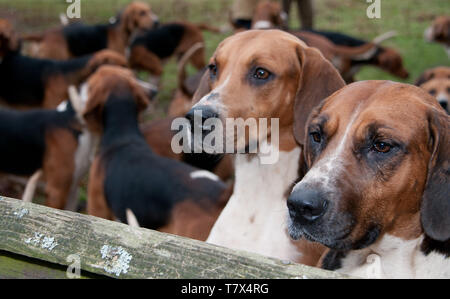 Il Excercising Percy foxhounds suoneria. Foto Stock