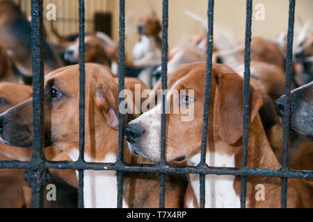 Il Excercising Percy foxhounds suoneria. Foto Stock