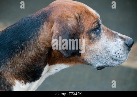 Un vecchio Foxhound del Duca di Northumberland's Percy Hunt. Foto Stock