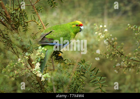 Giallo-incoronato parrocchetto - kakariki - Cyanoramphus auriceps endemica parrocchetto alimentazione nella boccola in Nuova Zelanda, North Island, isola del Sud e Stewart Foto Stock