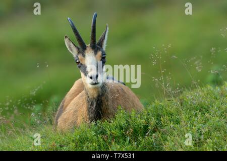 Il camoscio - Rupicapra rupicapra sul prato di montagna Foto Stock