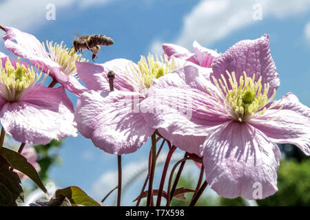 Clematis montana 'Rubens', close up ape on flower, fiori rosa Bee Clematis rubens Foto Stock