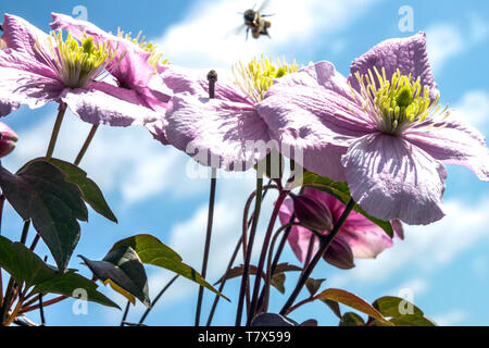 Clematis montana 'Rubens', fiori rosa grandi fiori Clematis rubens Foto Stock