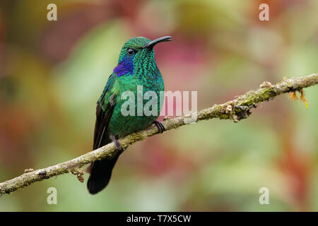 Minor Violetear - Colibri cyanotus - Montagna viola-orecchio verde metallizzato hummingbird specie comunemente trovati dal Costa Rica al Sud America settentrionale Foto Stock