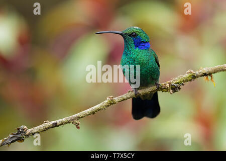 Minor Violetear - Colibri cyanotus - Montagna viola-orecchio verde metallizzato hummingbird specie comunemente trovati dal Costa Rica al Sud America settentrionale Foto Stock