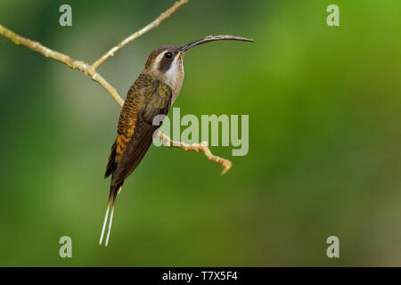 A lungo fatturati Eremita - Phaethornis longirostris grandi hummingbird, allevatore residente dal Messico centrale da sud a nord-ovest della Colombia, western Venezuel Foto Stock