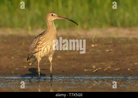 Eurasian Curlew - Numenius arquata in piedi in acqua Foto Stock