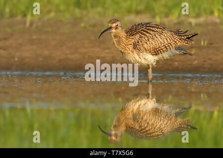 Eurasian Curlew - Numenius arquata in piedi in acqua. Foto Stock