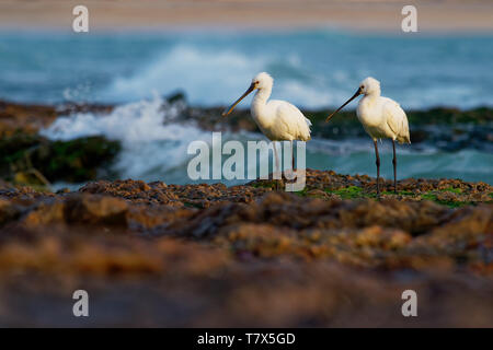 Platalea leucorodia - Eurasian Spoonbill coppia sul mare con onde, sabbia Foto Stock