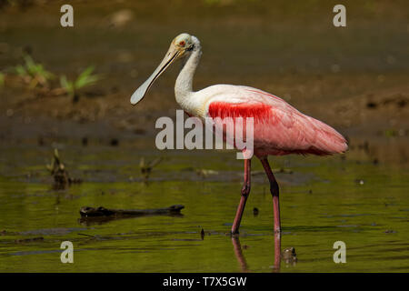 Roseate Spoonbill - Platalea ajaja gregaria trampolieri dell'ibis e la spatola la famiglia Threskiornithidae. Allevatore residente in Sud America e ho Foto Stock