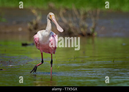 Roseate Spoonbill - Platalea ajaja gregaria trampolieri dell'ibis e la spatola la famiglia Threskiornithidae. Allevatore residente in Sud America e ho Foto Stock