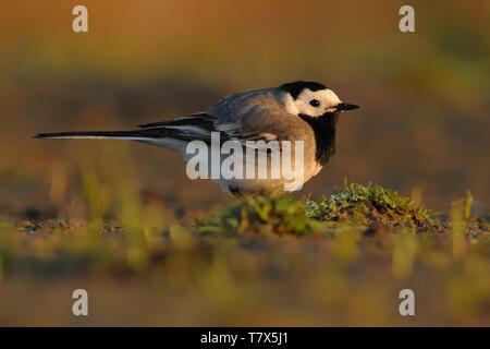 White Wagtail - Motacilla alba sul terreno Foto Stock