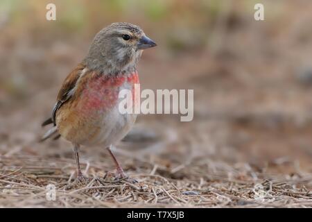 Eurasian Linnet - Carduelis cannabina maschio sul terreno Foto Stock