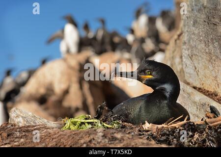 Marangone dal Ciuffo - Phalacrocorax aristotelis è una specie di cormorano. Razze it intorno alle coste rocciose dell Europa occidentale e nel sud, sud-ovest Asia Foto Stock