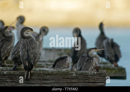 Avvistato Shag - Stictocarbo punctatus - parekareka - specie di cormorano endemico della Nuova Zelanda. Originariamente classificato come sottospecie Phalacrocorax punctatus. Foto Stock