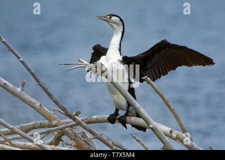Pied Shag - Phalacrocorax varius - karuhiruhi asciugando le sue ali e piume dopo il mare la caccia. Australia e Nuova Zelanda. Foto Stock