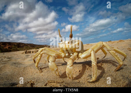 Granchio - Ocypode cursore con il suo ambiente a Boa Vista, Capo Verde, Cabo Verde, Oceano Atlantico. Foto Stock