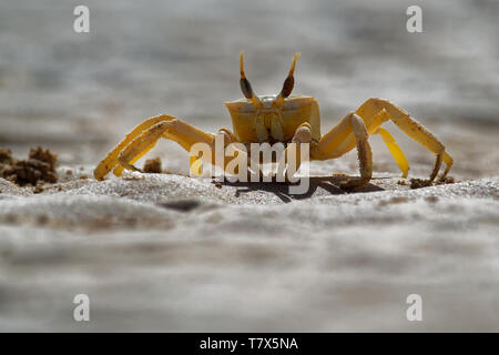 Granchio - Ocypode cursore con il suo ambiente a Boa Vista, Capo Verde, Cabo Verde, Oceano Atlantico. Foto Stock