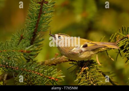 Goldcrest - Regulus regulus seduta sul ramo di abete rosso con l'insetto nel becco. Foto Stock