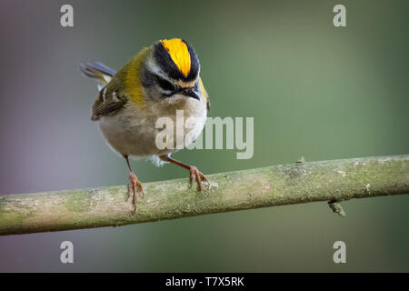 Firecrest - Regulus ignicapilla con la cresta gialla seduti sul ramo nella foresta scura con lo splendido sfondo colorato Foto Stock