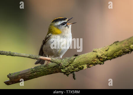 Firecrest - Regulus ignicapilla con la cresta gialla seduti sul ramo nella foresta scura con lo splendido sfondo colorato Foto Stock