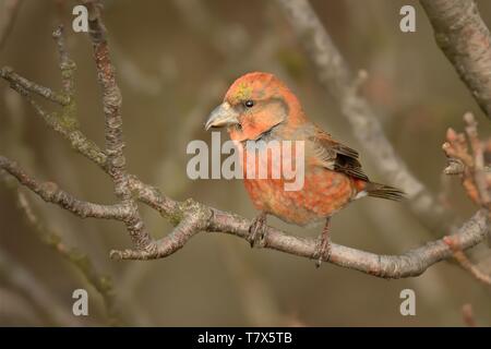 Loxia curvirostra - Rosso maschio Crossbill seduta sul pesce persico Foto Stock