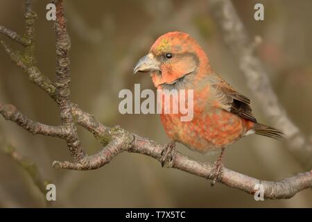 Loxia curvirostra - Rosso maschio Crossbill seduta sul pesce persico Foto Stock