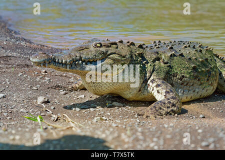 Coccodrillo americano - Crocodylus acutus specie di coccodrilli trovati in neotropicale. È la più diffusa delle quattro specie esistenti di crocodi Foto Stock