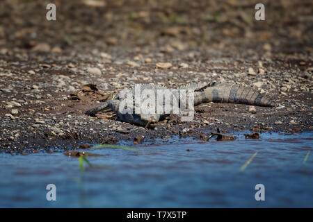 Coccodrillo americano - Crocodylus acutus specie di coccodrilli trovati in neotropicale. È la più diffusa delle quattro specie esistenti di crocodi Foto Stock