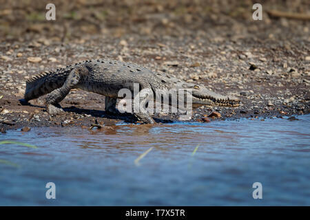 Coccodrillo americano - Crocodylus acutus specie di coccodrilli trovati in neotropicale. È la più diffusa delle quattro specie esistenti di crocodi Foto Stock