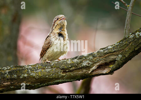 Eurasian spasmodico - Jynx torquilla seduta sul ramo nella boccola in primavera. Foto Stock