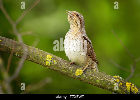 Eurasian spasmodico - Jynx torquilla seduta sul ramo nella macchia verde in primavera. Foto Stock