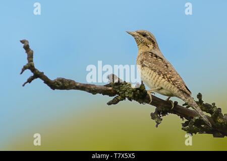 Eurasian spasmodico - Jynx torquilla seduta sul ramo in primavera Foto Stock