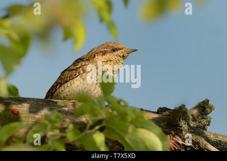 Eurasian spasmodico - Jynx torquilla seduta sul ramo in primavera Foto Stock