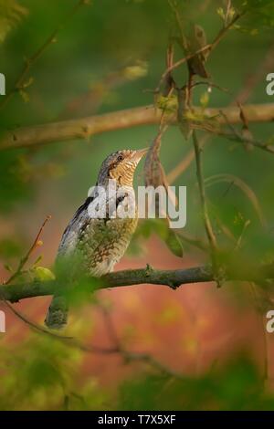 Eurasian spasmodico - Jynx torquilla seduta sul ramo in primavera Foto Stock