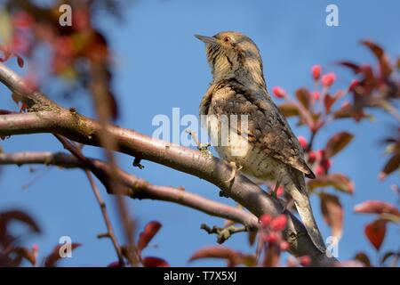 Eurasian spasmodico - Jynx torquilla seduta sul ramo Foto Stock