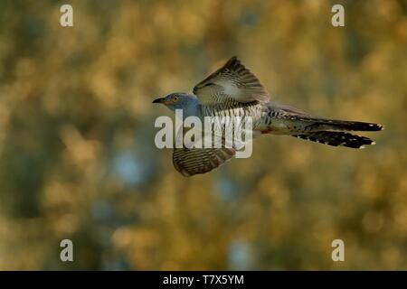 Cuculus canorus - cuculo comune in fly Foto Stock