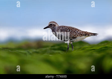 Pluvialis squatarola - Grigio Plover sul mare con onde Foto Stock