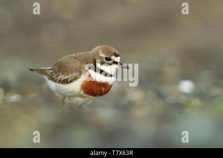 Charadrius bicinctus - Nastrare dotterel - tuturiwhatu sulla spiaggia in Nuova Zelanda Foto Stock