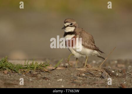 Charadrius bicinctus - Nastrare dotterel - tuturiwhatu sulla spiaggia in Nuova Zelanda Foto Stock