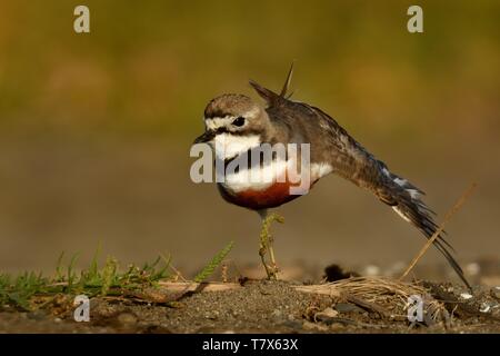 Charadrius bicinctus - Nastrare dotterel - tuturiwhatu sulla spiaggia in Nuova Zelanda il jogging e stretching Foto Stock