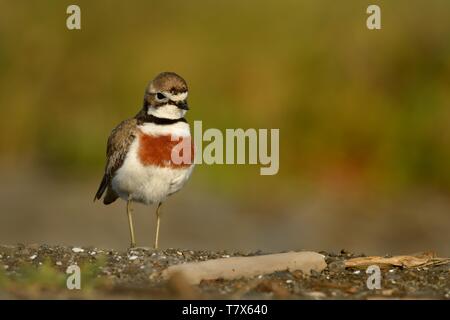 Charadrius bicinctus - Nastrare dotterel - tuturiwhatu sulla spiaggia in Nuova Zelanda Foto Stock