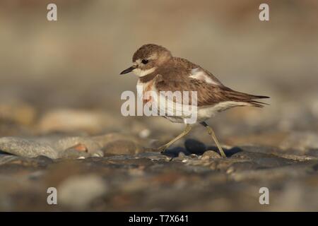 Charadrius bicinctus - Nastrare dotterel - tuturiwhatu sulla spiaggia in Nuova Zelanda Foto Stock