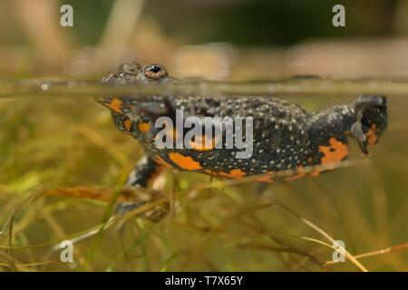 La Comunità europea fire-panciuto toad (Bombina bombina) catturato vicino fino in acqua Foto Stock