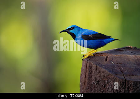 Shining Honeycreeper - Cyanerpes lucidus piccolo uccello della famiglia tanager. In tropicali del Nuovo Mondo in America centrale dal Messico meridionale a Panama Foto Stock