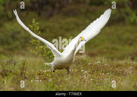 Whooper Swan - Cygnus cygnus cercando di decollare in Finlandia. È un grande Emisfero Settentrionale Swan. È la controparte Eurasiatica del North American Foto Stock