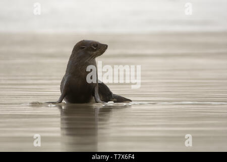 Nuova Zelanda pelliccia sigillo - Arctocephalus forsteri - kekeno youngster (baby tenuta) nuotare nella baia in Nuova Zelanda. Foto Stock